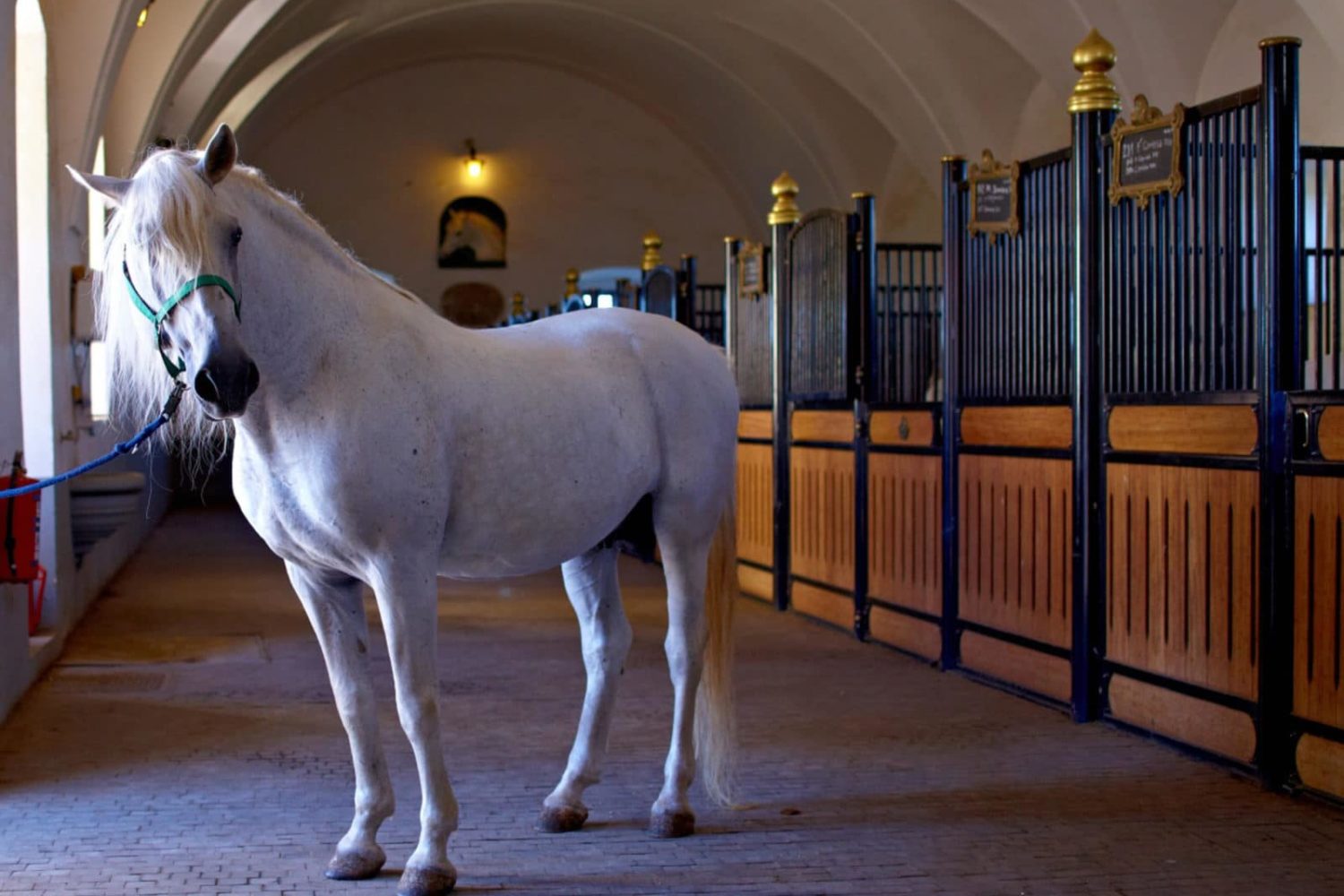 Lipica day trip from Bled or Ljubljana