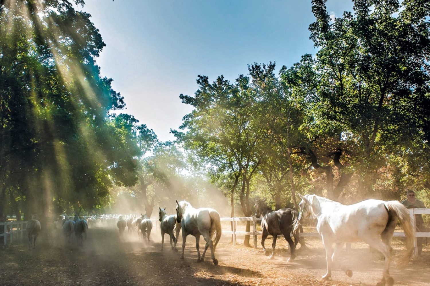 Lipica tour from Bled or Ljubljana