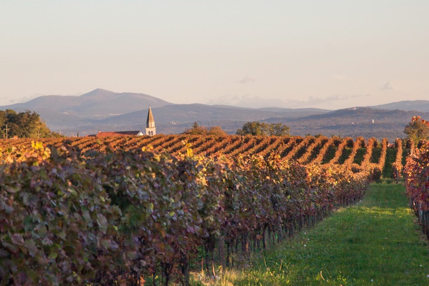 Slovenia wine taste trip